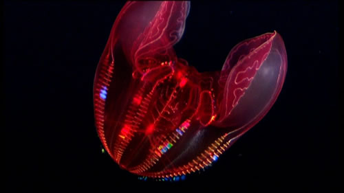 dazzling-neon-rainbow-jellyfish.jpg