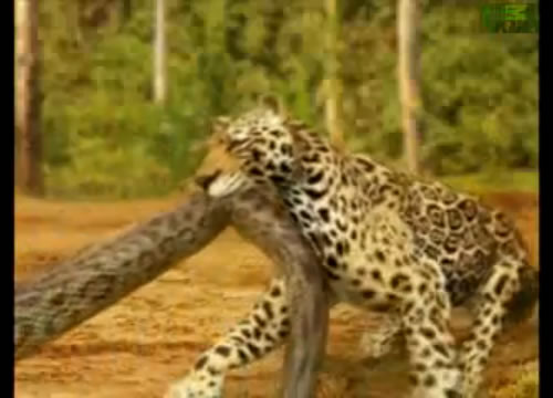 Jaguar Animal Face